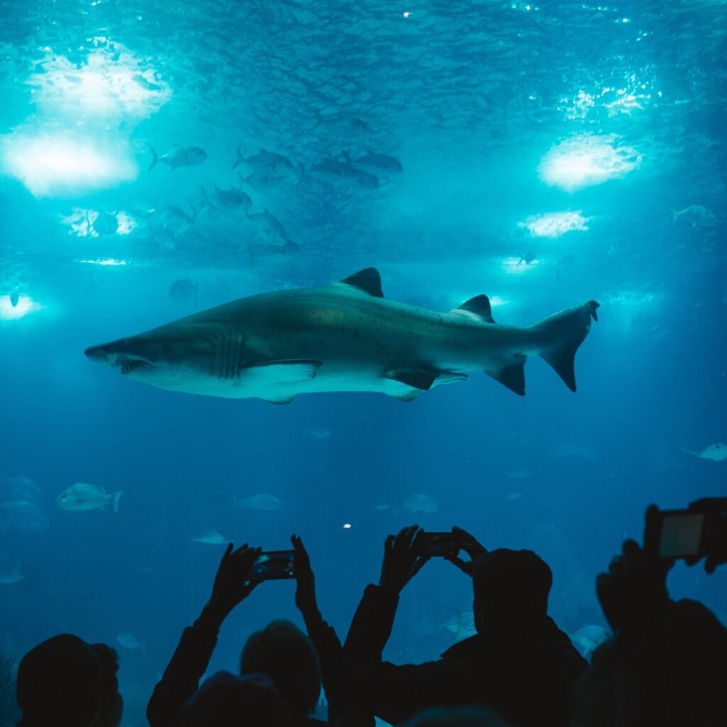 “Tiburones: Los Reyes del Mar”, la nueva experiencia inmersiva del Acuario Inbursa para este verano
