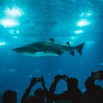 experiencia-inmersiva-tiburones-chapultepec-6-scaled-e1695847738483.webp-1-scaled