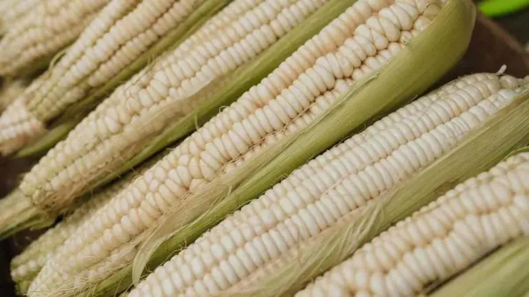 el_abasto_de_maiz_blanco_esta_asegurado_para_2025_sader