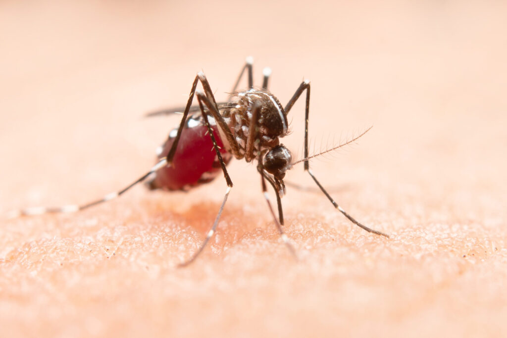 Presencia de dengue en México: Cerca de 4 mil casos de dengue a nivel nacional en lo que va del año