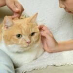 Imagen de WhatsApp 2025-08-11 a las 16.01.09_dc0fd0ba