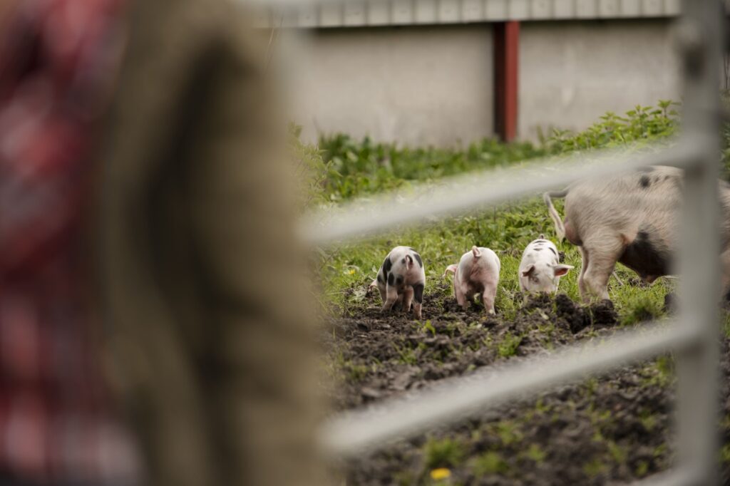 Día de los Animales de Granja: La industria cárnica aporta el 9% de los empleos de la agroindustria