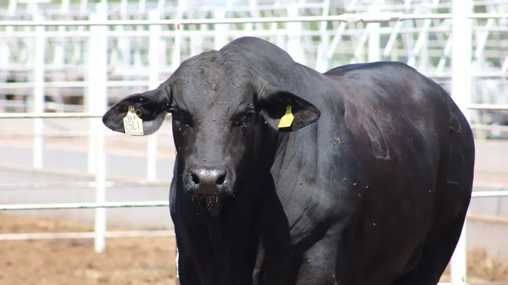 Calidad Sonora en carne podrá desarrollarse; el reto es cambiar la lógica del mercado