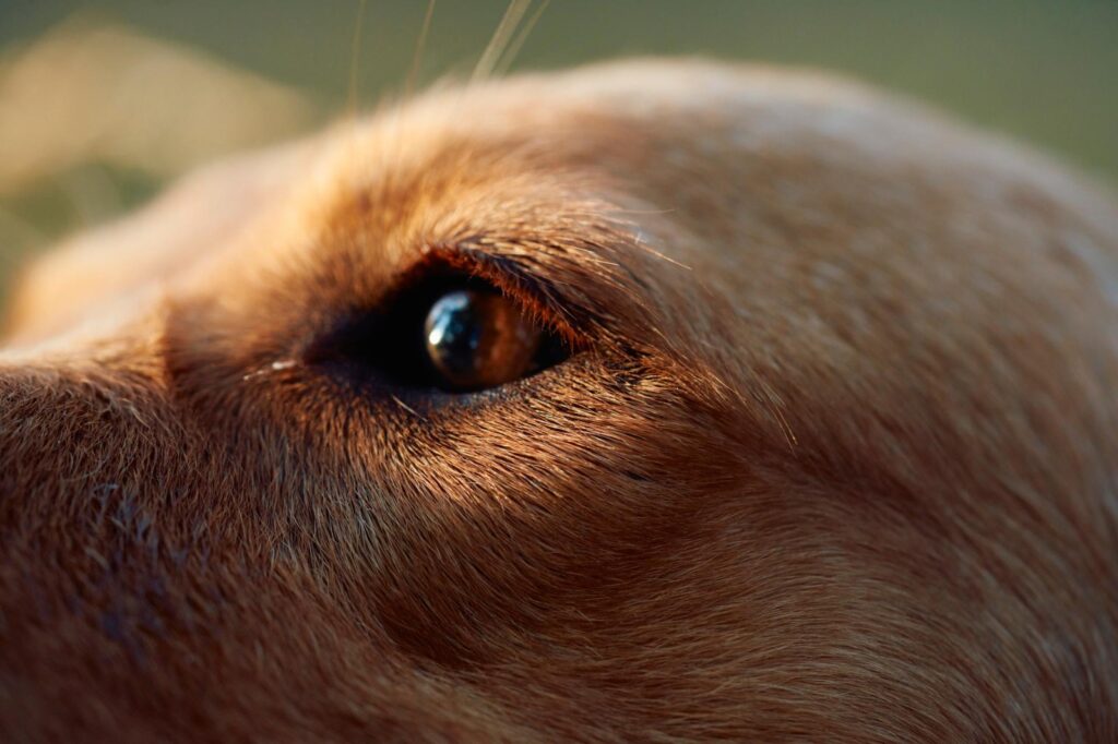 México mantiene la rabia canina bajo control, pero la amenaza persiste: vacunar es clave