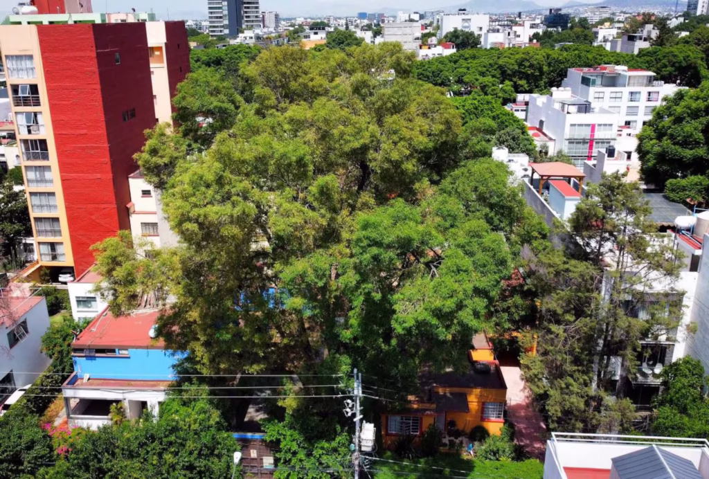 Romo propone proteger por ley a los árboles patrimoniales de la Ciudad de MéxicoBy México