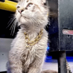 1fa0e004-0bd2-45a1-b738-ff3f6f3fa8ff