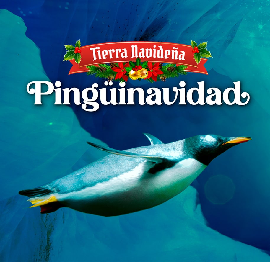 Pinguinavidad2024-acaurioinbursa-blog