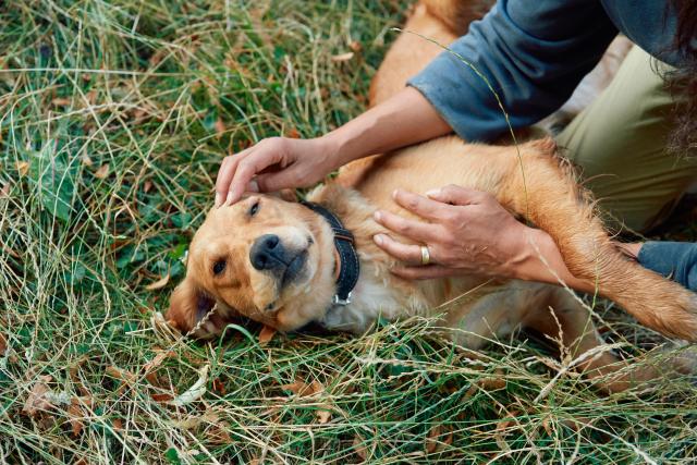 Boehringer_AnimalCare_Dog_WalkingtheDog-01_RGB_002