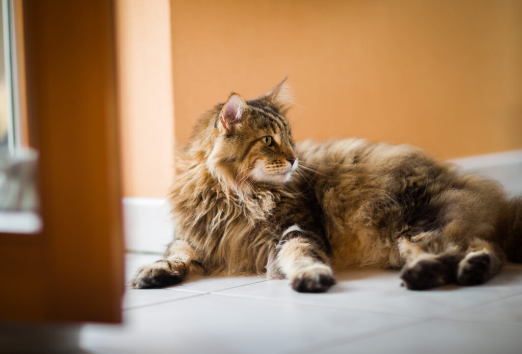 Si lo quieres y lo cuidas, es momento de hacerle un check up a tu mascota