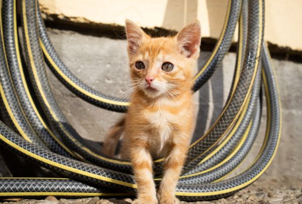 20-0056_Boehringer_AnimalCare_Cat_KittenOutdoor_RGB (1) corto