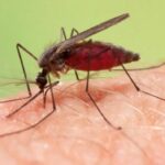 Malaria 1