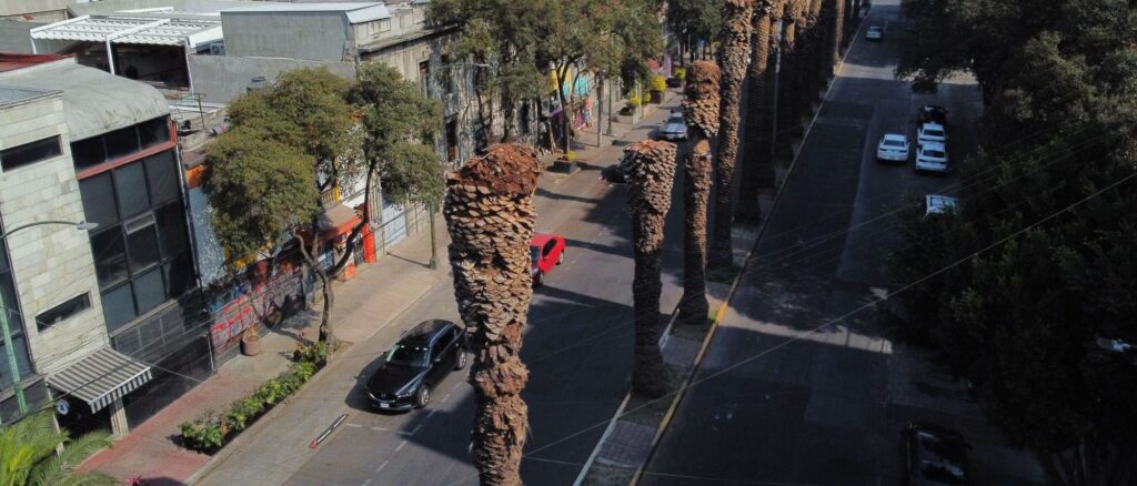 Sedema retirará 9 mil palmeras icónicas: ¿Qué plaga las amenaza?