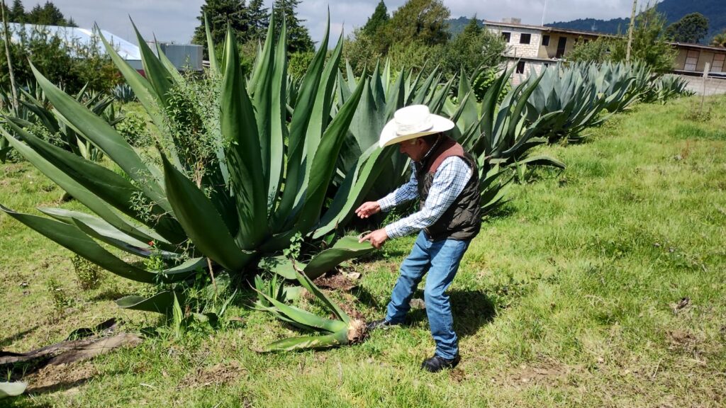 IXTI preserva la tradición del pulque y los sabores ancestrales de Morelos