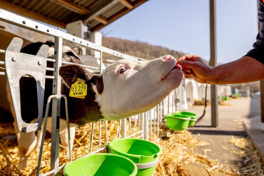 El impacto invisible de la atención veterinaria: Encuesta global a veterinarios genera una nueva perspectiva en salud animal.