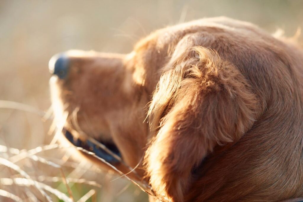 La vacunación, una aliada para prevenir enfermedades y muerte prematura en tus mascotas