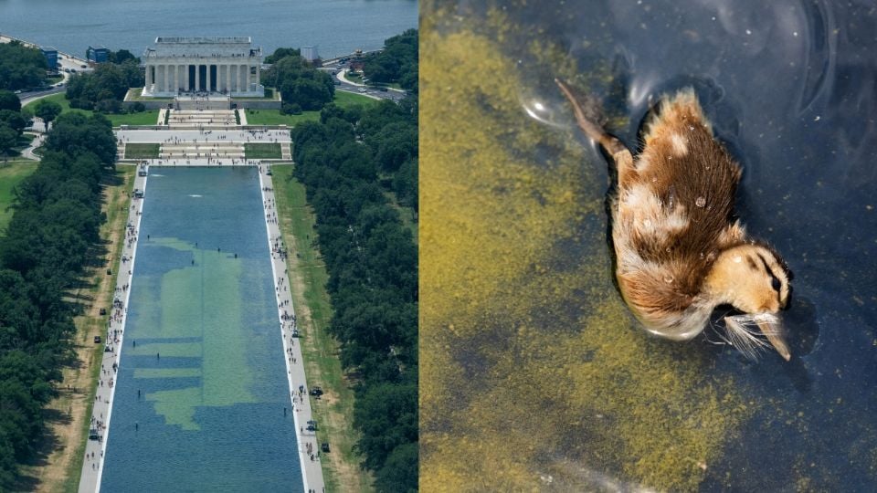 Trump amenaza con mandar 10 años a prisión a quienes vandalicen el estanque del Monumento a Lincoln