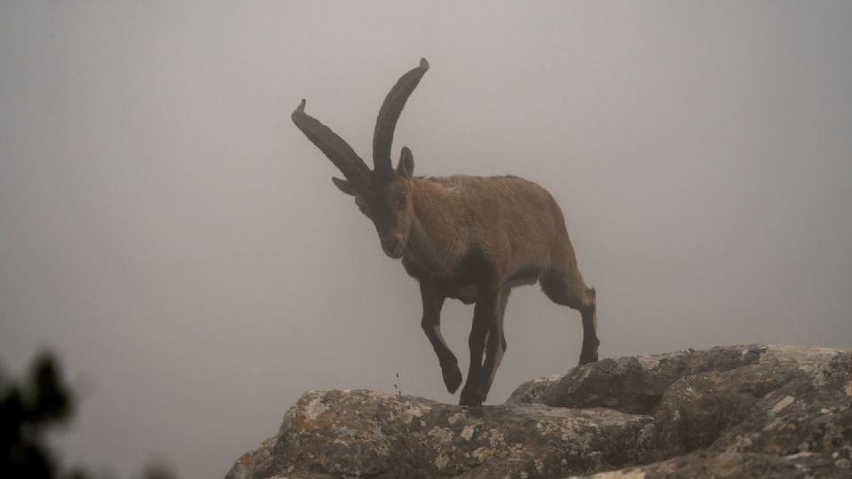 Reproducen tres crías de cabras montesas a partir de animales muertos con nuevas técnicas de fecundación in vitro