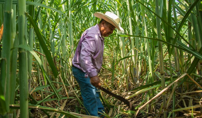 México amplía su acceso al mercado azucarero de Estados Unidos; prevén fuerte aumento en las exportaciones para 2026-2027
