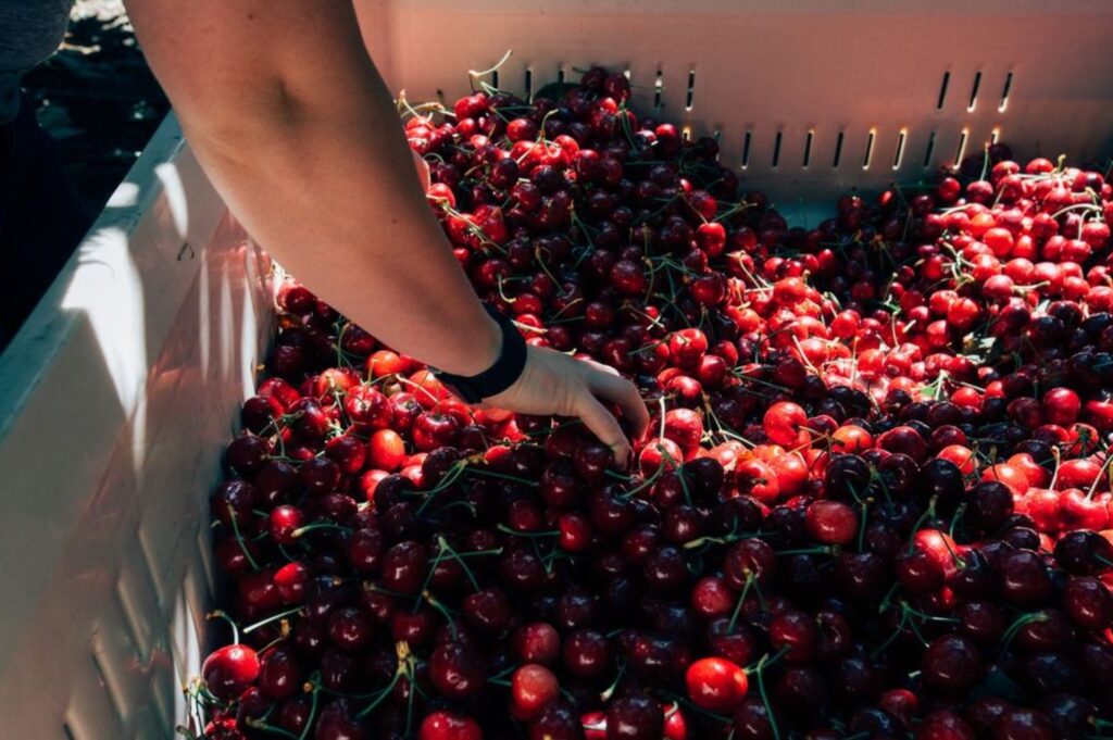 ¡Llegaron las Cerezas de Verano! Mayor volumen, mejor calidad y sabor excepcional