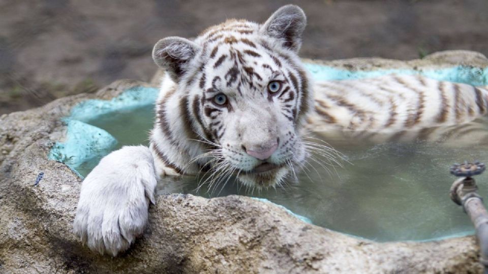 El tigre de Bengala Kenzo murió por broncoaspiración de sangre tras disparo, revela necropsia