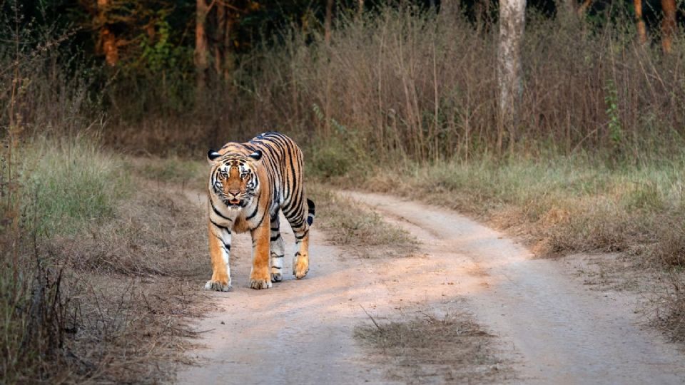 Nepal incrementa 21% su población de tigres y alcanza 429 ejemplares en parques nacionales