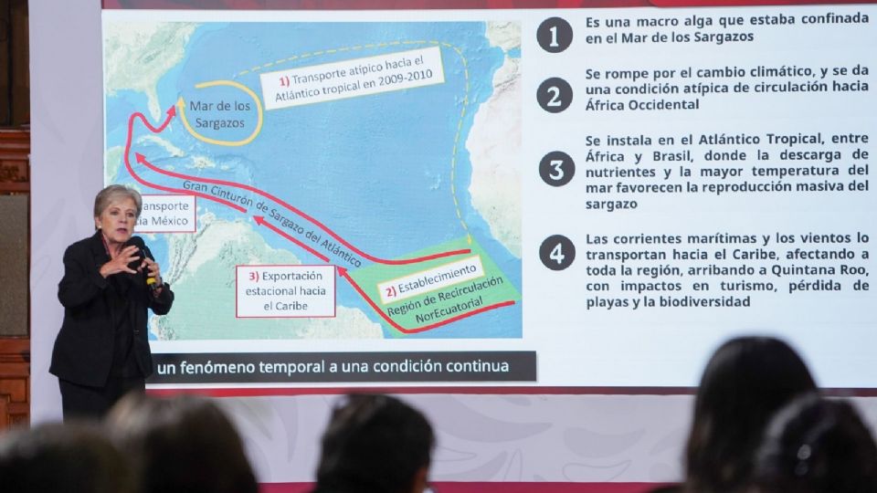 Gobierno de Sheinbaum destina 2 mil millones de pesos para combatir el sargazo en el Caribe