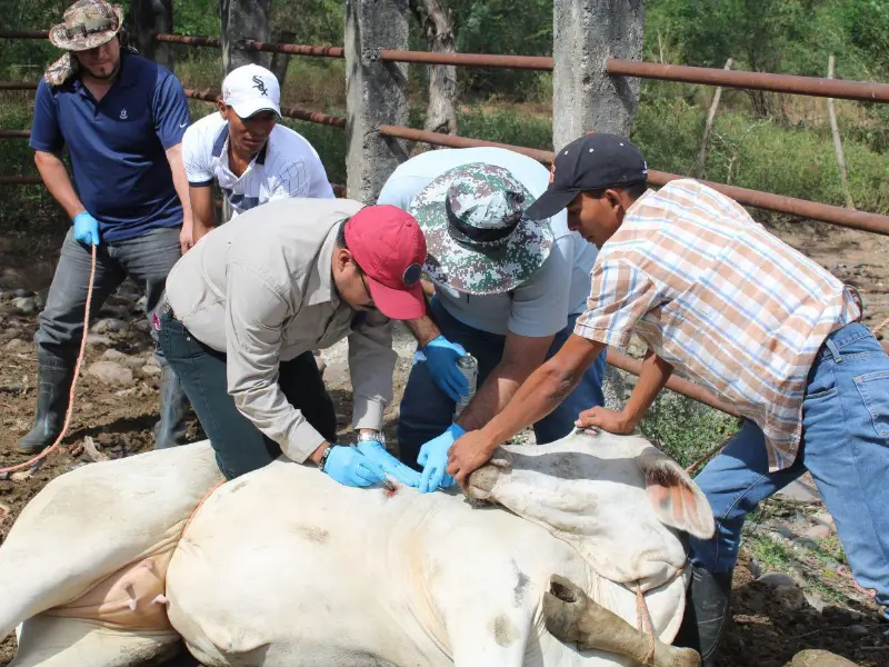 México inicia una nueva etapa contra el gusano barrenador con la liberación de moscas estériles producidas en el país