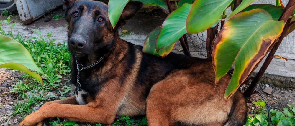 Abuelita encuentra perro extraviado en Azcapotzalco y lo entrega a policías para que localicen a su dueño