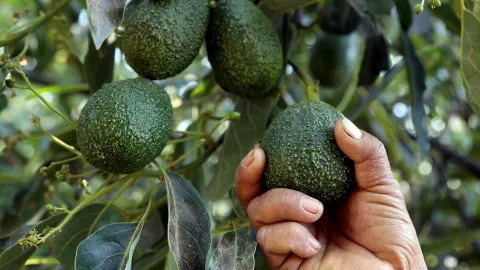Aguacate mexicano recupera oxígeno exportador: EU reanuda inspecciones en Michoacán