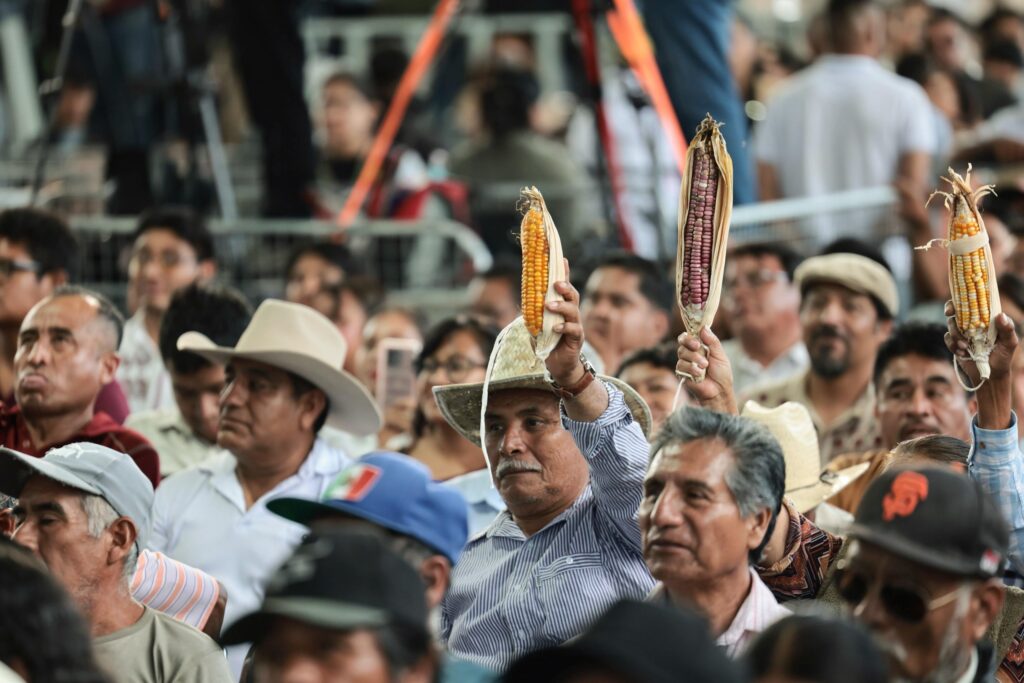 Sheinbaum apuesta por el maíz nativo y la organización comunitaria para recuperar la raíz agrícola de México