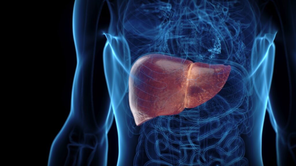La ciencia reta por primera vez la irreversibilidad de la cirrosis por MASH
