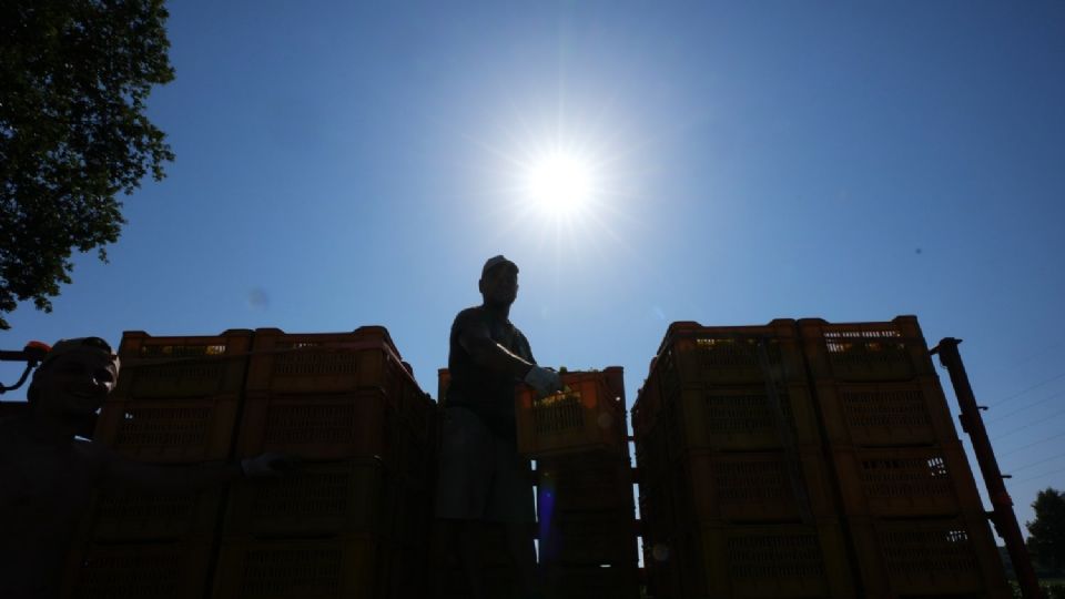 La ola de calor obliga a productores de vino espumoso en Italia a hacer vendimias tempranas y nocturnas