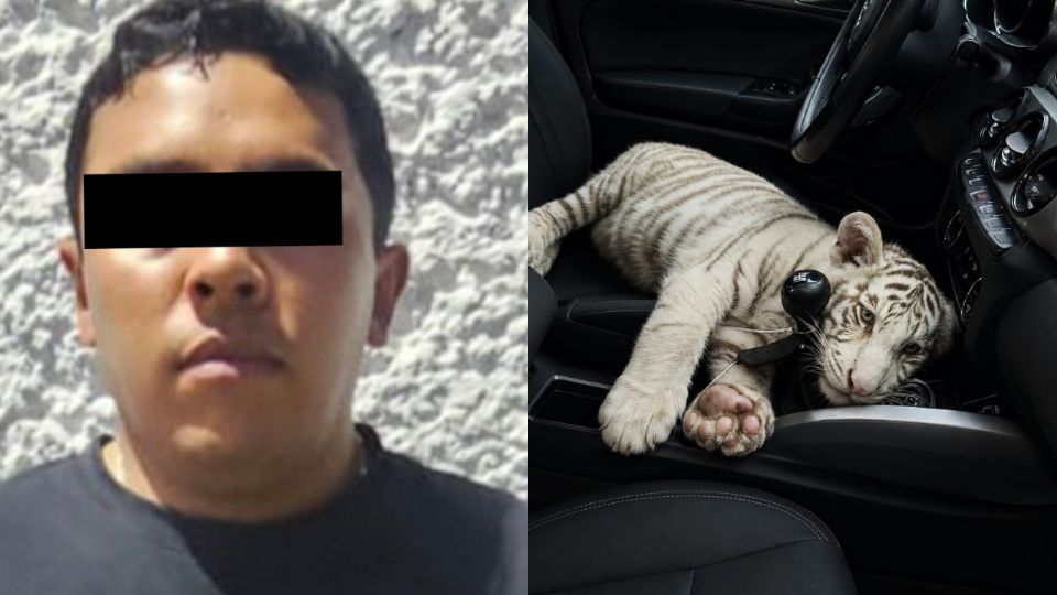 De película: detienen en Iztapalapa a sujeto que trasladaba una cría de tigre blanco
