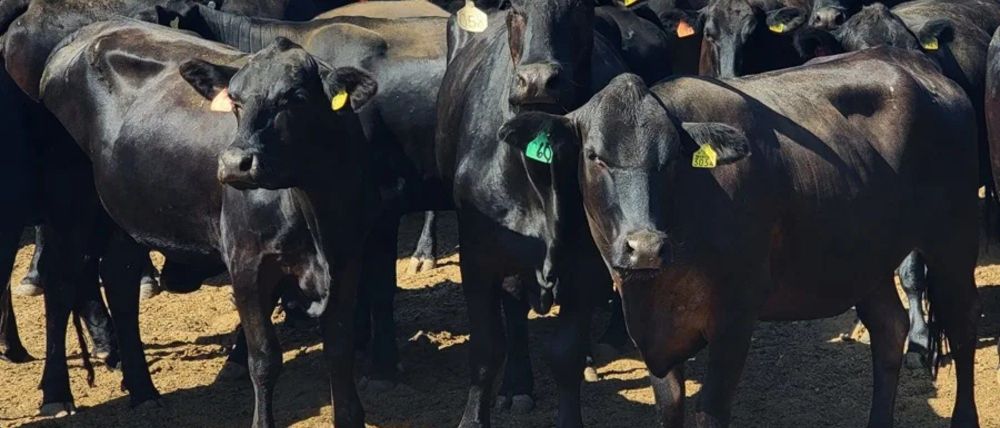 Únicamente las Californias quedan libres de la plaga del gusano barrenador