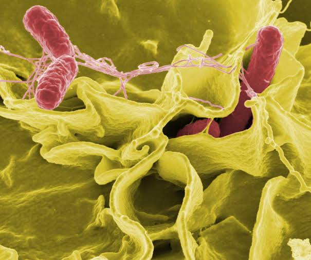 ¿Salmonella u otra infección? Por qué un diagnóstico rápido puede marcar la diferencia