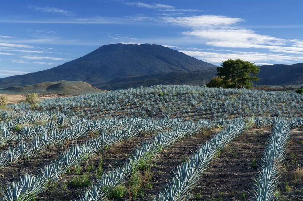 La industria tequilera puede impulsar su propia transición energética con ahorro de hasta 40%: Biointra