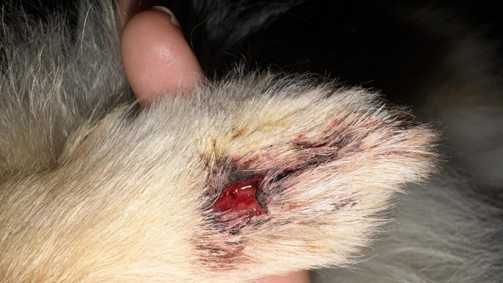 ¿Mordieron a tu perro? Por qué no basta con desinfectar la herida